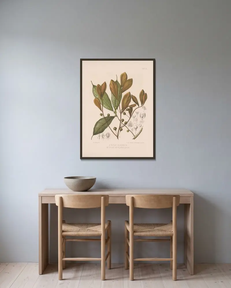 Ficus Vulcanica., Ficus Uniglandulosa av Heinrich Wawra inramad på en vägg