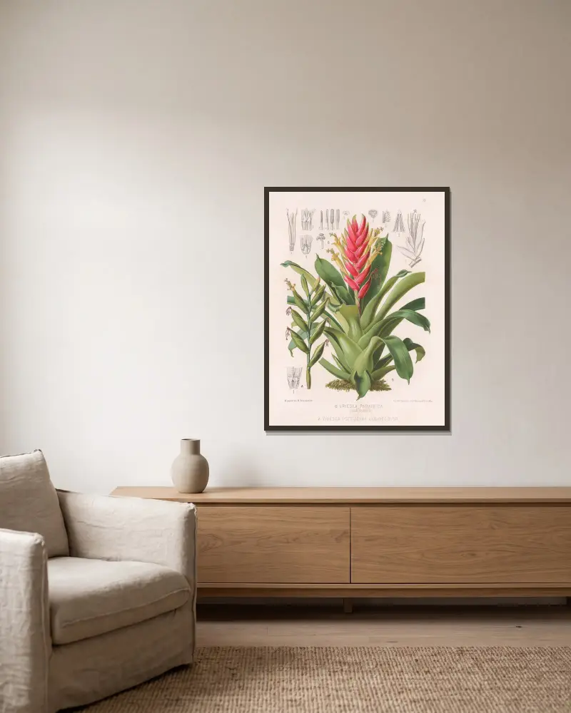 Vriesea Paraibica, Vriesea Psittacina var. decolor av Heinrich Wawra inramad på en vägg