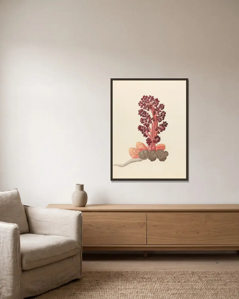 Aphyteia hydnora  [Nymphaea nouchali] av Clemenz Heinrich Wehdemann inramad på en vägg