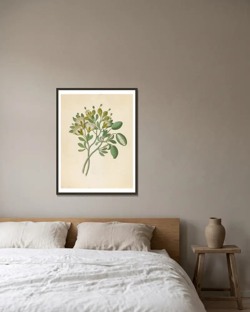 Capparis Nov. Sp. [Maerua caffra] av Clemenz Heinrich Wehdemann inramad på en vägg