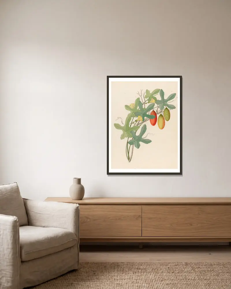 Cucumis, Melothria pendula [Coccinea quinqueloba] av Clemenz Heinrich Wehdemann inramad på en vägg