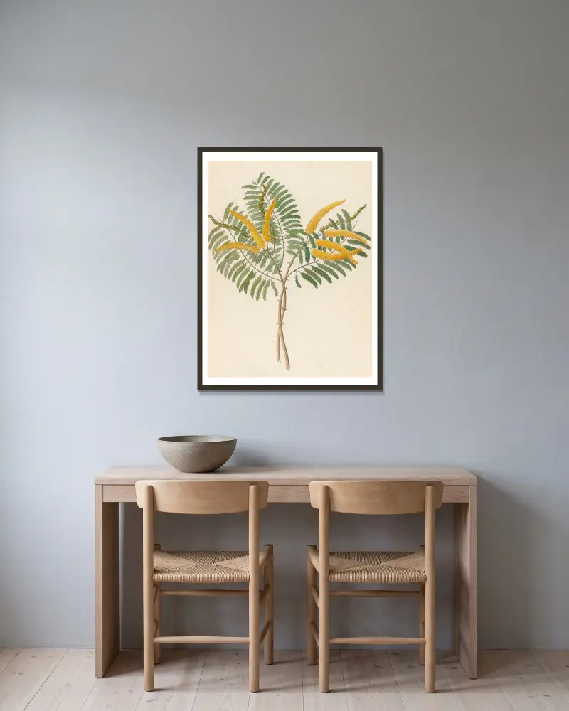 Mimosa [Acacia caffra] av Clemenz Heinrich Wehdemann inramad på en vägg