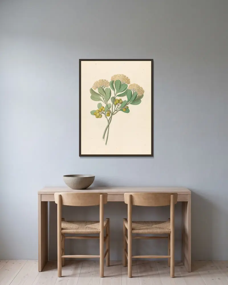Pentandria Mon. [Pittosporum viridiflorum] av Clemenz Heinrich Wehdemann inramad på en vägg