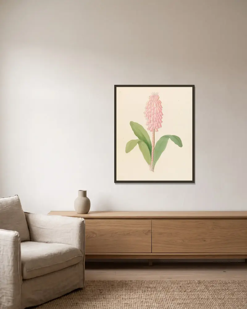 Veltheimia viridifolia [Veltheimia bracteata] av Clemenz Heinrich Wehdemann inramad på en vägg