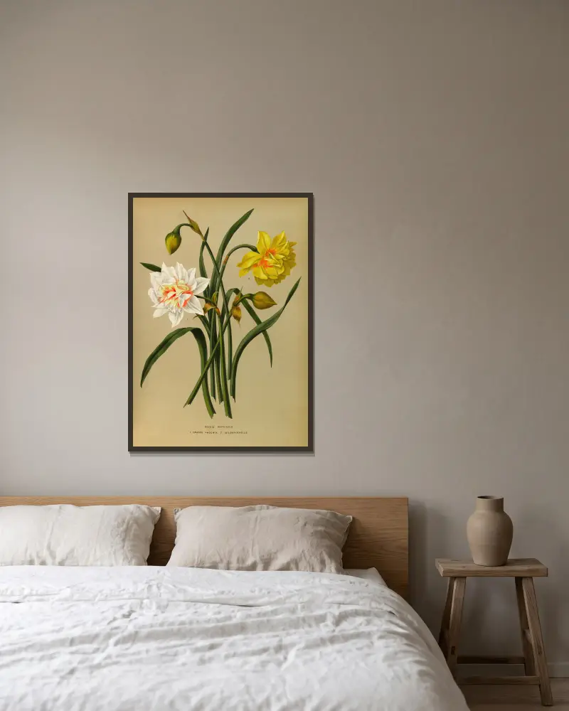 Double Narcissus 1.Orange Phoenix. 2. Incomparabilis av Arentina Hendrica Arendsen inramad på en vägg