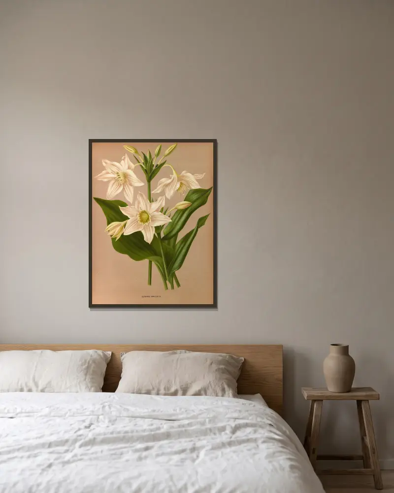 Eucharis amazonica von Arentina Hendrica Arendsen gerahmt an einer Wand