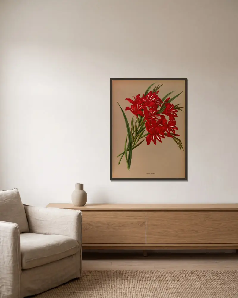 Gladiolus Cardinalis. av Arentina Hendrica Arendsen inramad på en vägg