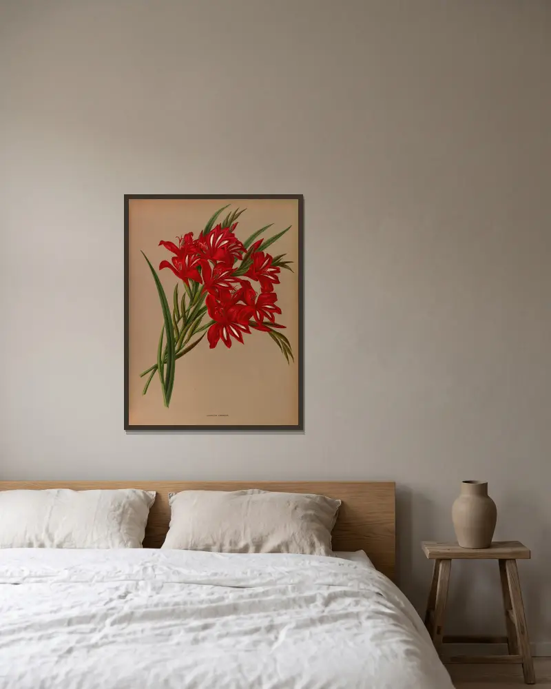 Gladiolus Cardinalis. av Arentina Hendrica Arendsen inramad på en vägg