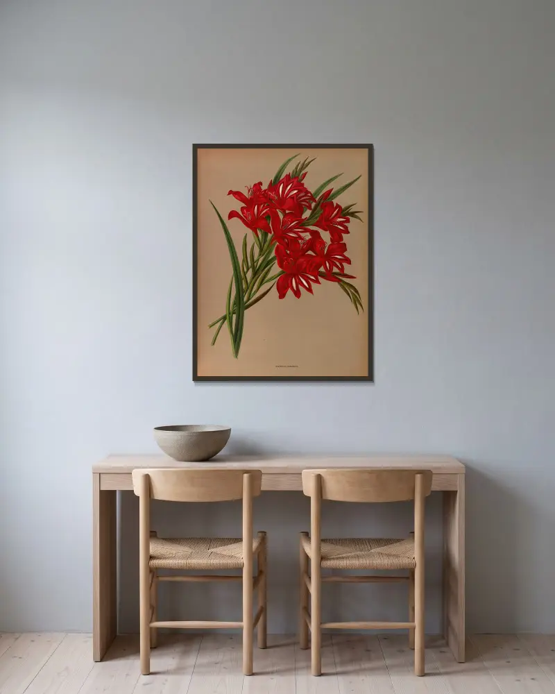 Gladiolus Cardinalis. av Arentina Hendrica Arendsen inramad på en vägg