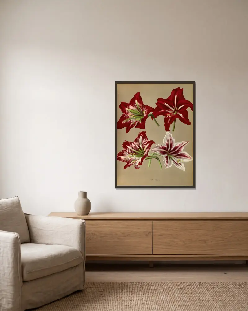 Hybrid Amaryllis. av Arentina Hendrica Arendsen inramad på en vägg