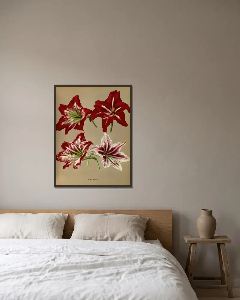 Hybrid Amaryllis. av Arentina Hendrica Arendsen inramad på en vägg
