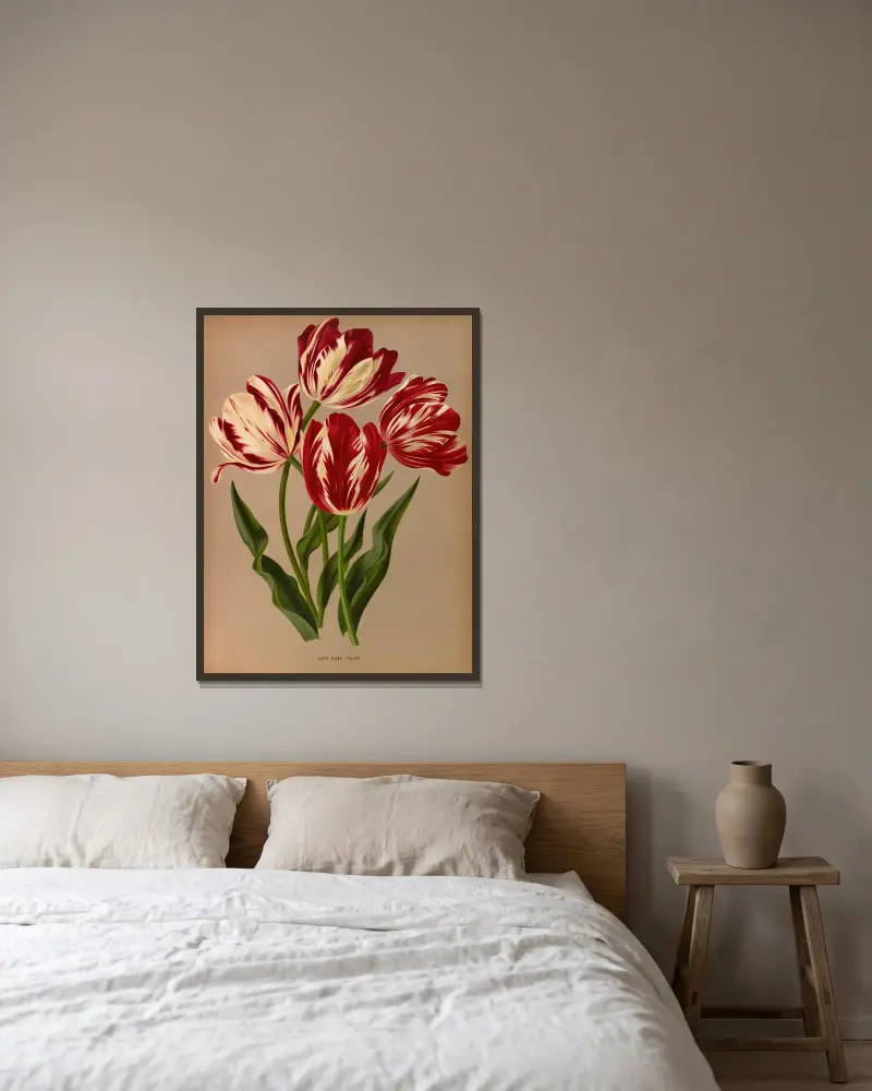 Late Rose Tulips av Arentina Hendrica Arendsen inramad på en vägg