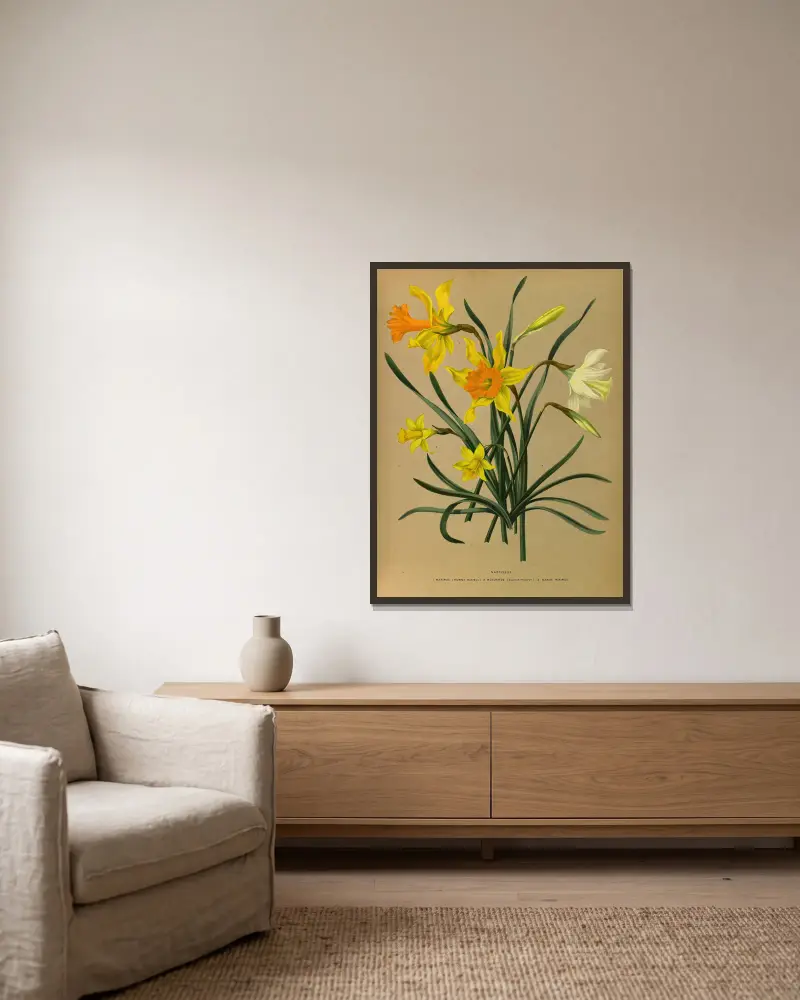 Narcissus 3 av Arentina Hendrica Arendsen inramad på en vägg