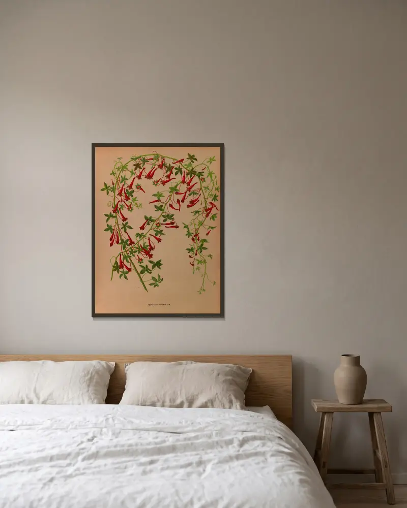 Tropaeolum Pentaphyllum av Arentina Hendrica Arendsen inramad på en vägg