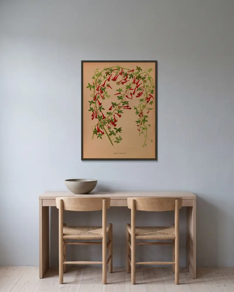 Tropaeolum Pentaphyllum av Arentina Hendrica Arendsen inramad på en vägg