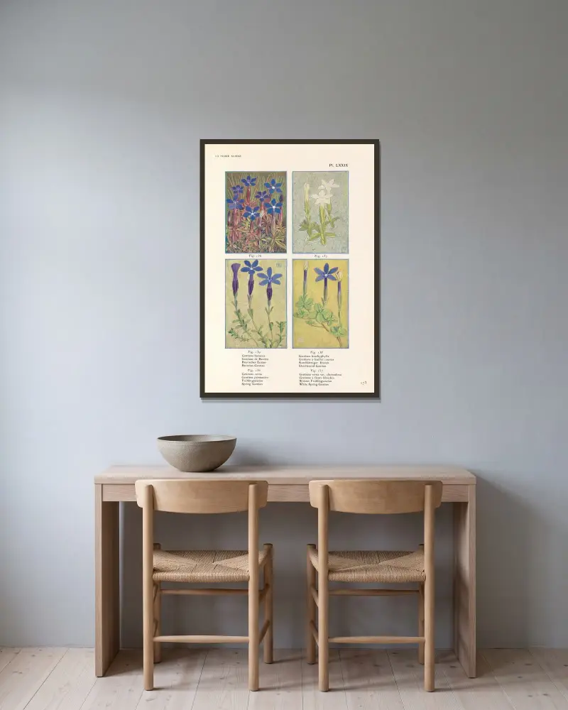 Bayersk gentiana, kortbladig gentiana, vårgentiana, vit vårgentiana av Henry Correvon inramad på en vägg