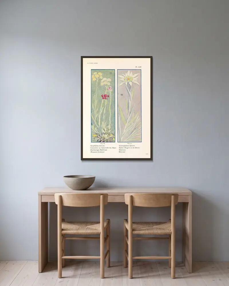 Alpväxten Mountain Cudweed, Silverstar av Henry Correvon inramad på en vägg