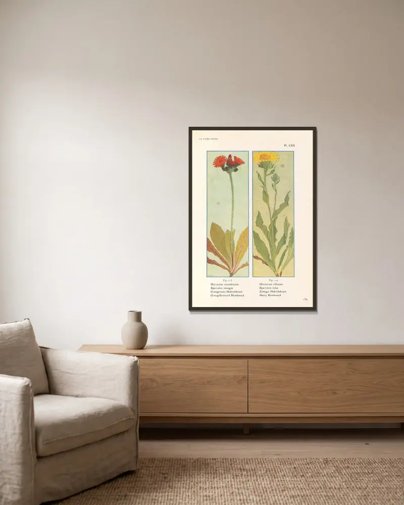 Orangeblommig flockfibbla, luden flockfibbla av Henry Correvon inramad på en vägg
