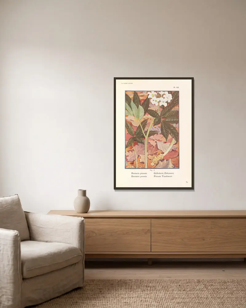 Gefiederte Zahnwurz von Henry Correvon gerahmt an einer Wand