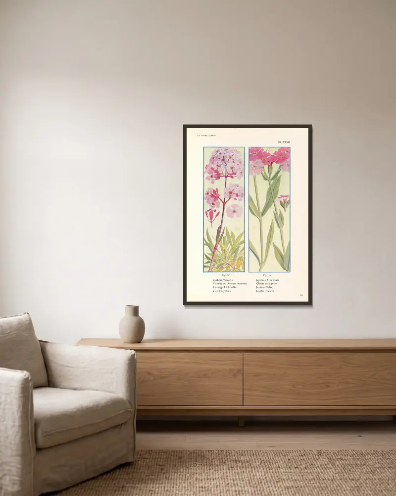 Klebrige Lichtnelke, Jupiterblume von Henry Correvon gerahmt an einer Wand