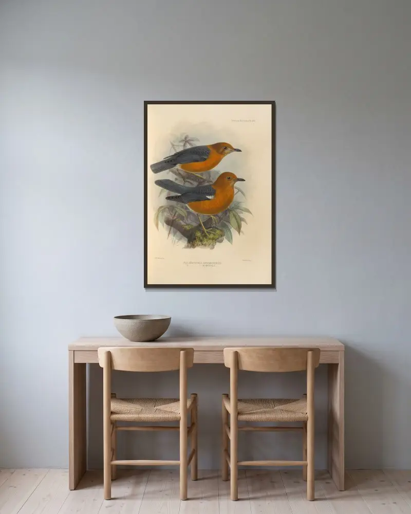 Geocichla Andamanensis, Geocichla Rubecula av Henry Seebohm inramad på en vägg