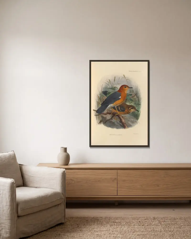 Geocichla Aurata av Henry Seebohm inramad på en vägg