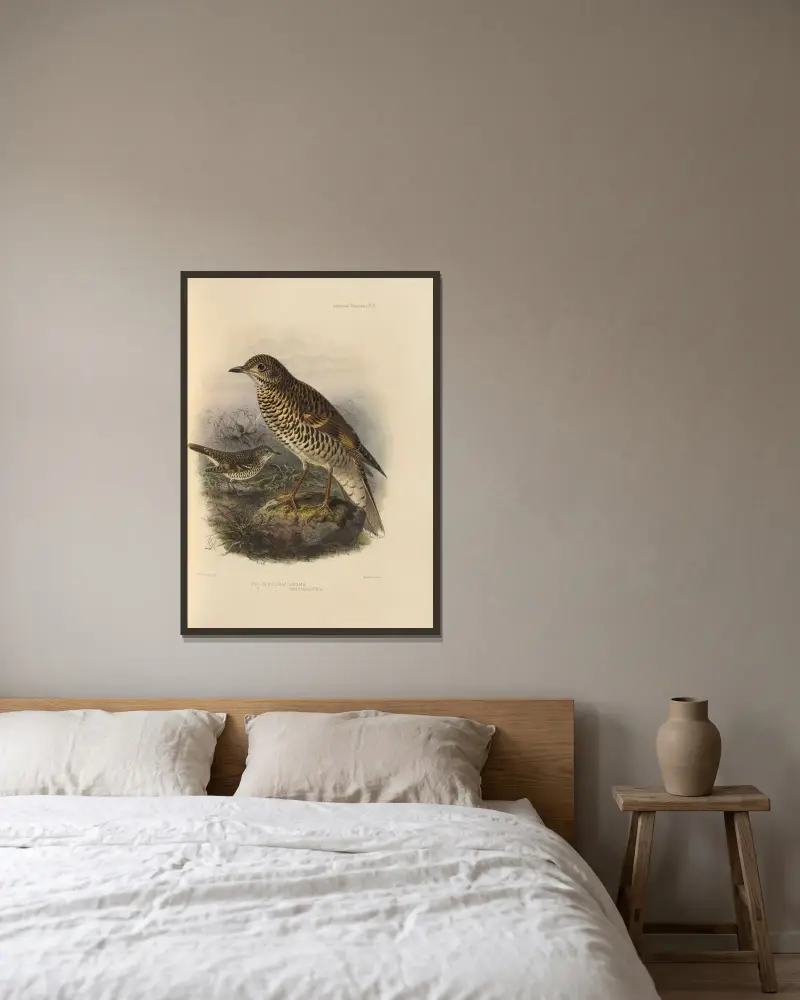 Geocichla Dauma, Geocichla Parvirostris av Henry Seebohm inramad på en vägg