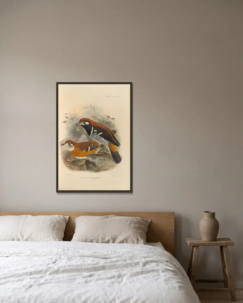Geocichla Erythronota, Geocichla Peronii av Henry Seebohm inramad på en vägg