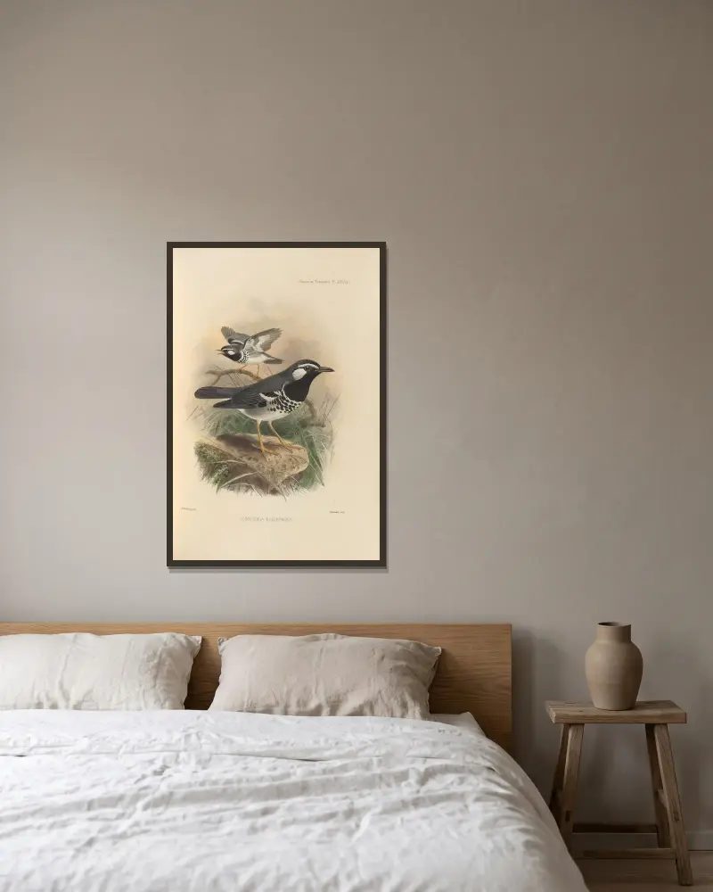Geocichla Schistacea von Henry Seebohm gerahmt an einer Wand