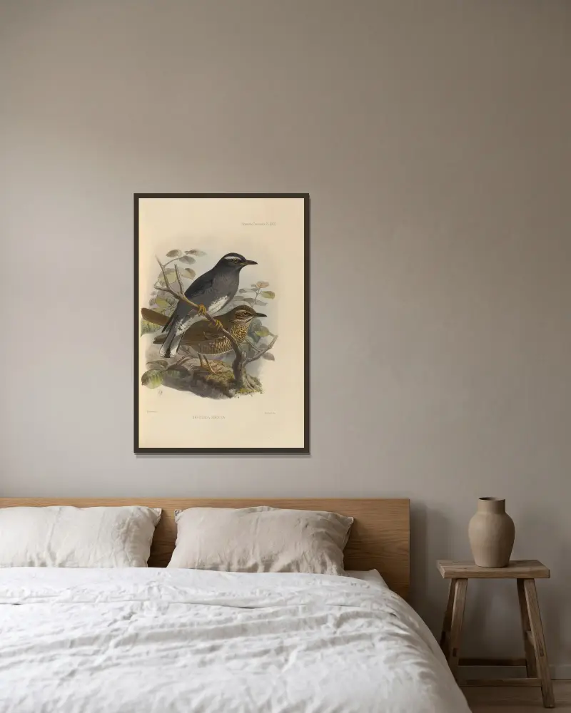 Geocichla Sibirica av Henry Seebohm inramad på en vägg