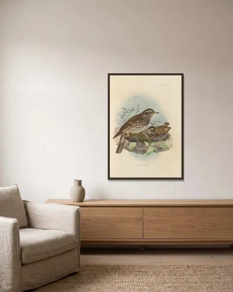 Merula Eunomus, Nr. 1 von Henry Seebohm gerahmt an einer Wand