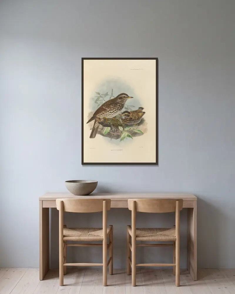 Merula Eunomus, Nr. 1 von Henry Seebohm gerahmt an einer Wand