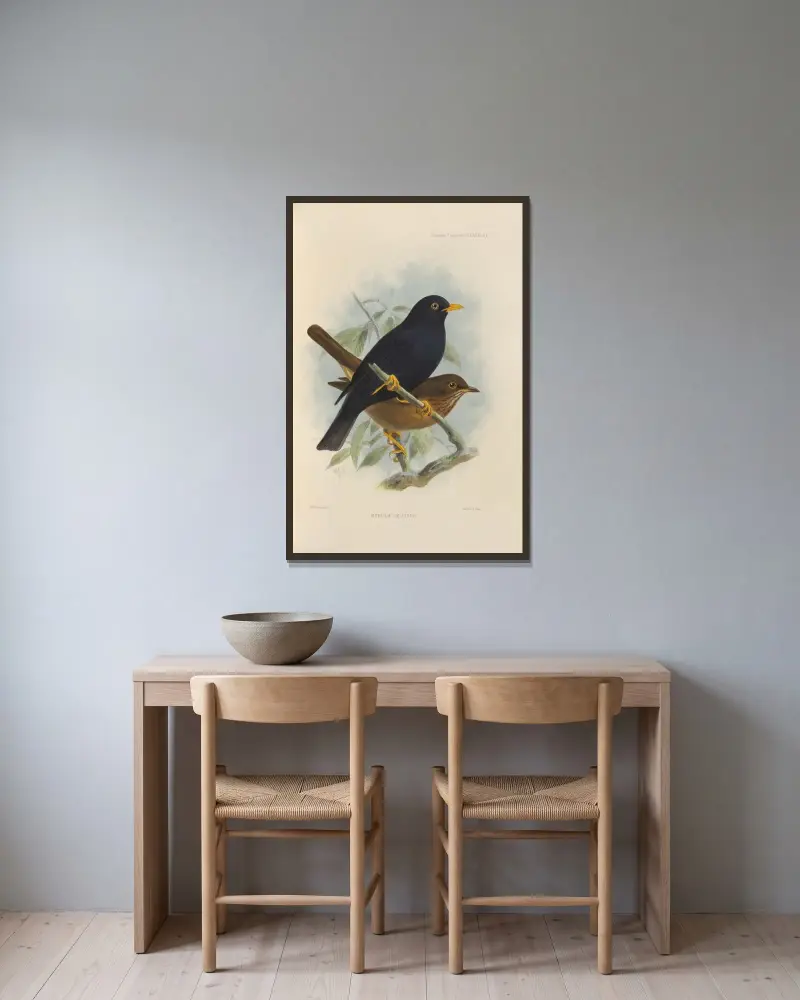 Merula Leucops von Henry Seebohm gerahmt an einer Wand