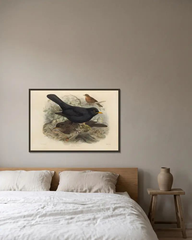 Merula Merula av Henry Seebohm inramad på en vägg