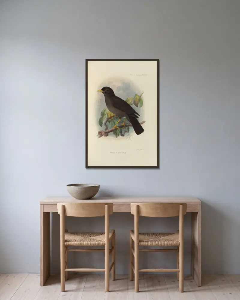 Merula Nigrorum av Henry Seebohm inramad på en vägg