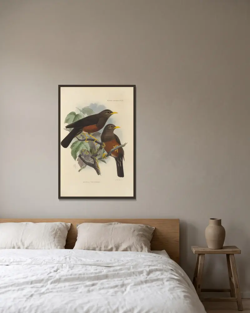 Merula Whiteheadi, Henry Seebohm v rámu na stěně