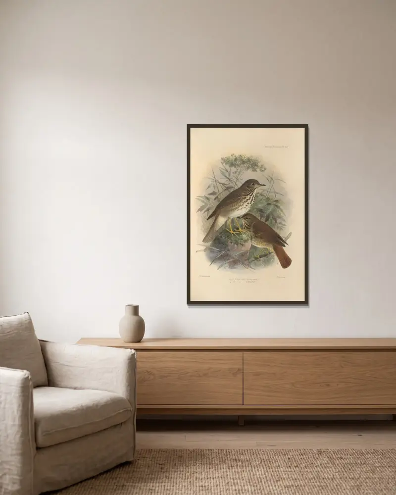 Turdus Auduboni, Turdus Pallasi av Henry Seebohm inramad på en vägg