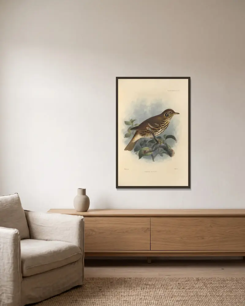 Turdus Auritus av Henry Seebohm inramad på en vägg