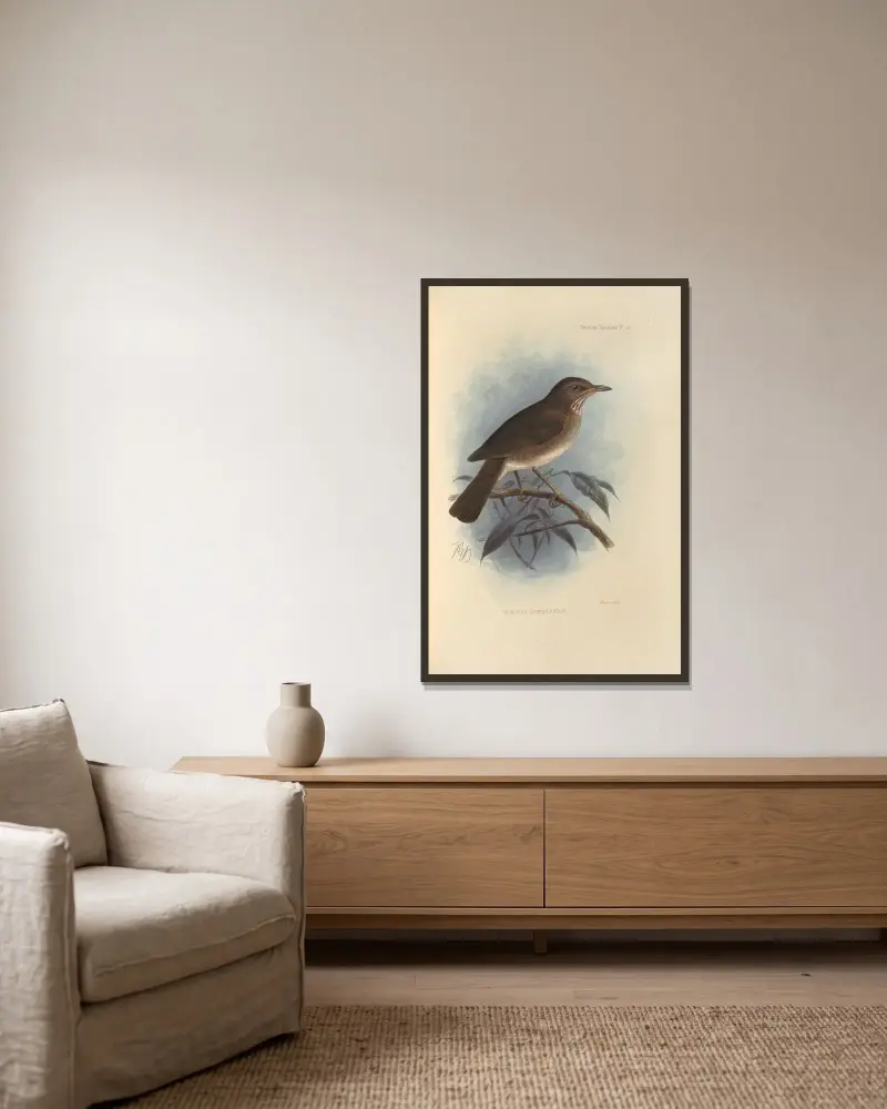 Turdus Comorensis av Henry Seebohm inramad på en vägg
