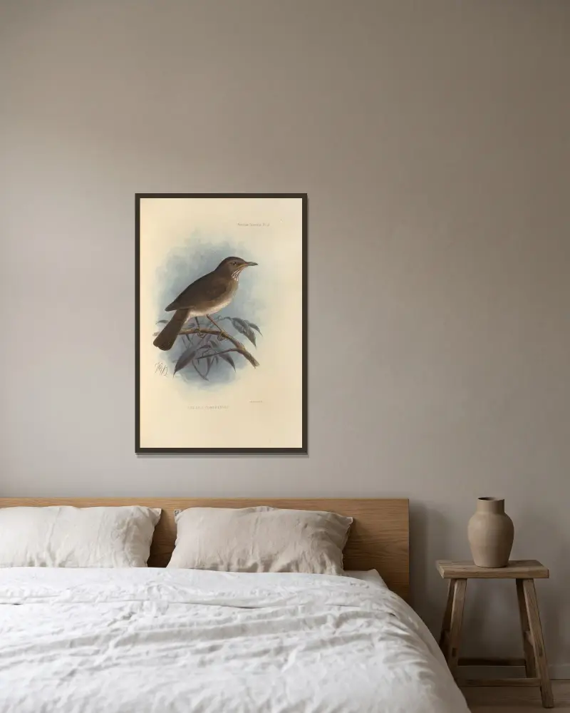 Turdus Comorensis av Henry Seebohm inramad på en vägg