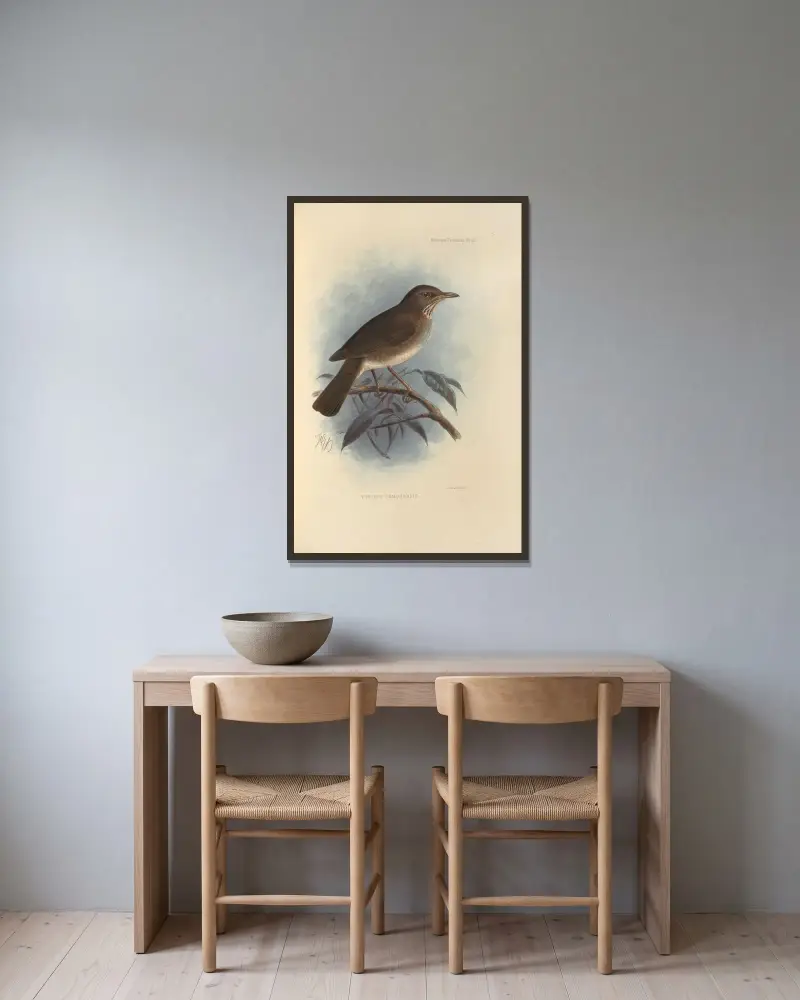 Turdus Comorensis av Henry Seebohm inramad på en vägg