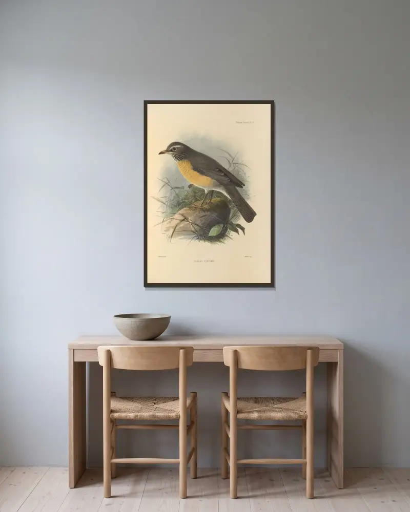 Turdus Confinis av Henry Seebohm inramad på en vägg