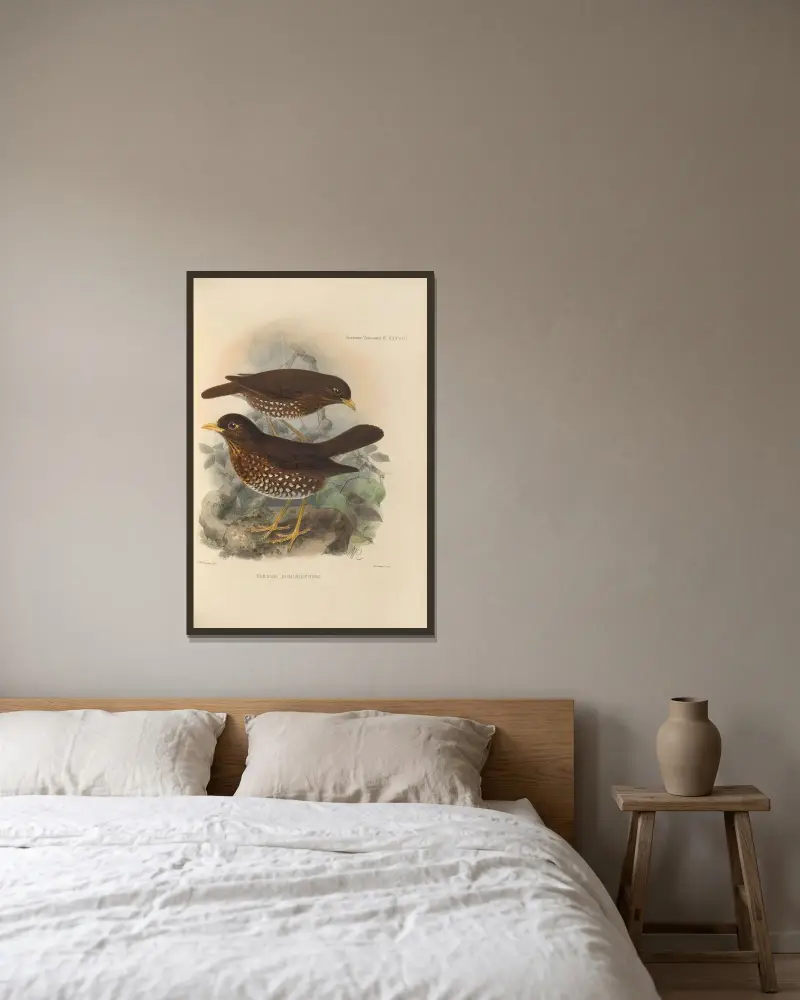 Turdus Dominicensis av Henry Seebohm inramad på en vägg