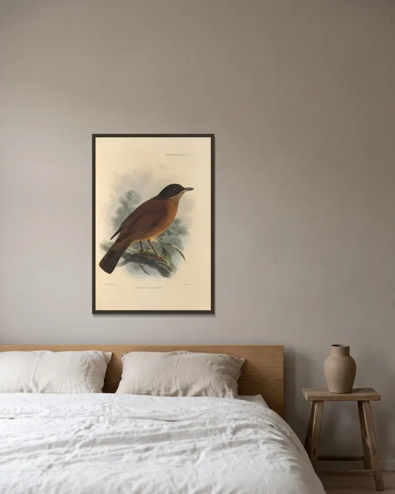 Turdus Falklandicus von Henry Seebohm gerahmt an einer Wand