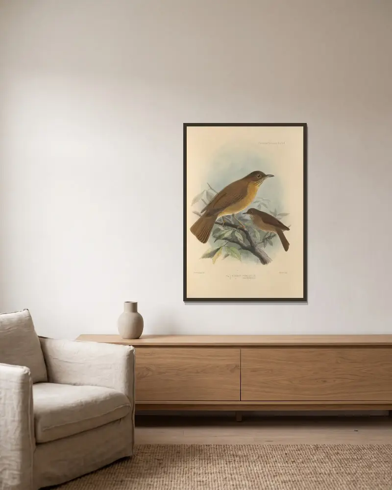 Turdus Fumigatus, Turdus Hauxwelli av Henry Seebohm inramad på en vägg