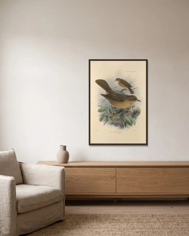 Turdus Grayii, Turdus Casius av Henry Seebohm inramad på en vägg