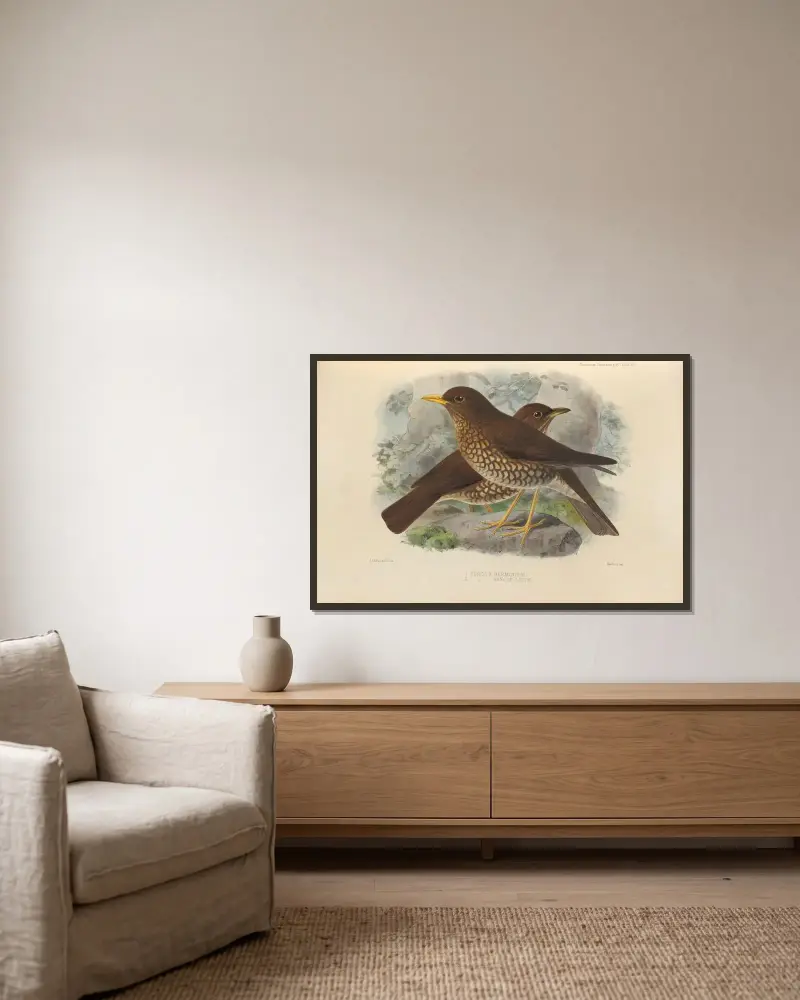 Turdus Herminieri, Turdus Sanctae-Luciae av Henry Seebohm inramad på en vägg