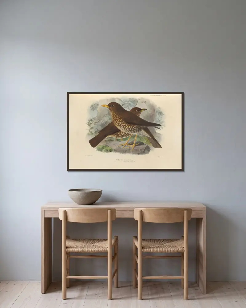 Turdus Herminieri, Turdus Sanctae-Luciae av Henry Seebohm inramad på en vägg