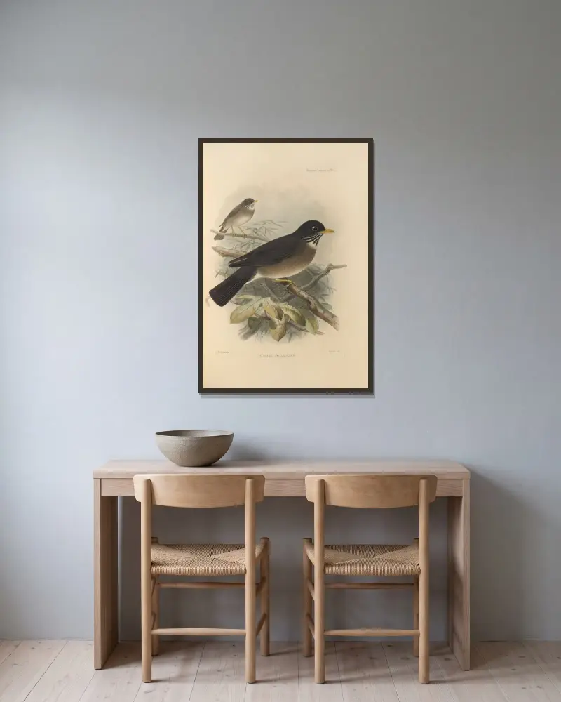 Turdus Leucauchen av Henry Seebohm inramad på en vägg