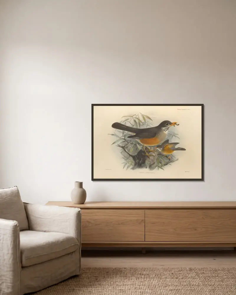 Turdus Libonyanus av Henry Seebohm inramad på en vägg